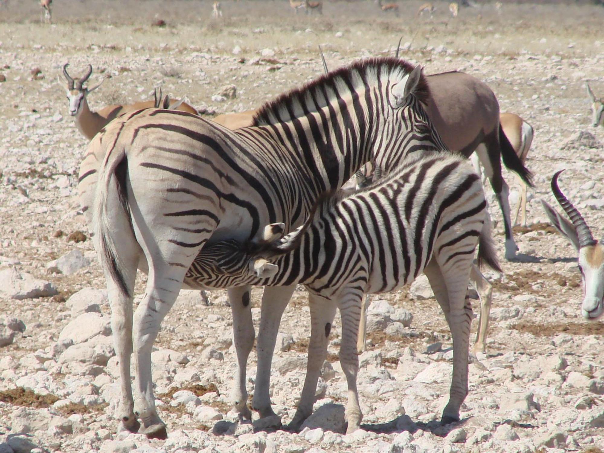 Onduri Lodge Outjo Dış mekan fotoğraf