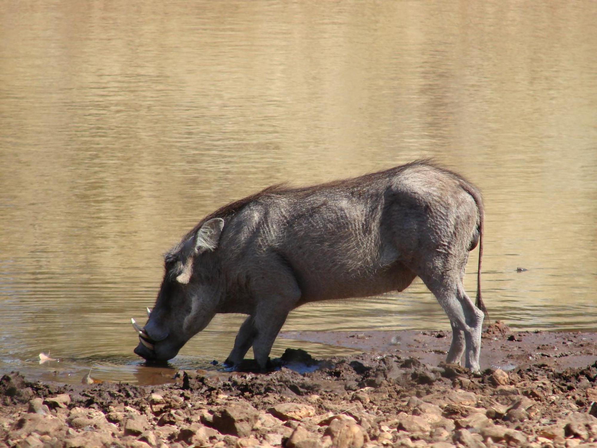 Onduri Lodge Outjo Dış mekan fotoğraf