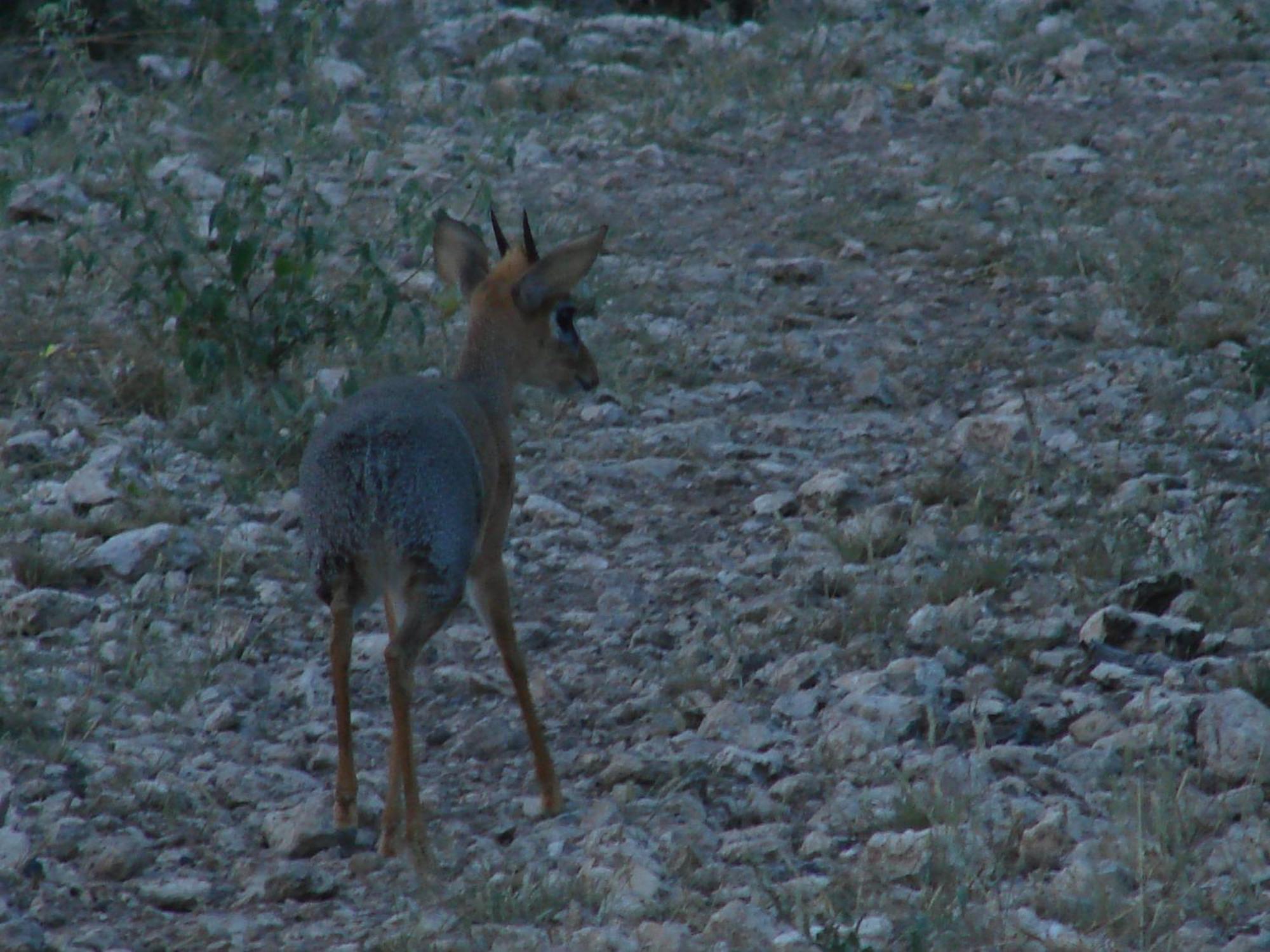 Onduri Lodge Outjo Dış mekan fotoğraf