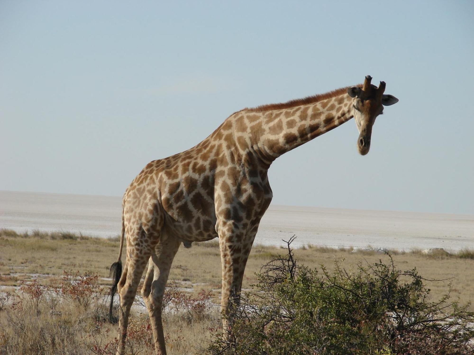 Onduri Lodge Outjo Dış mekan fotoğraf