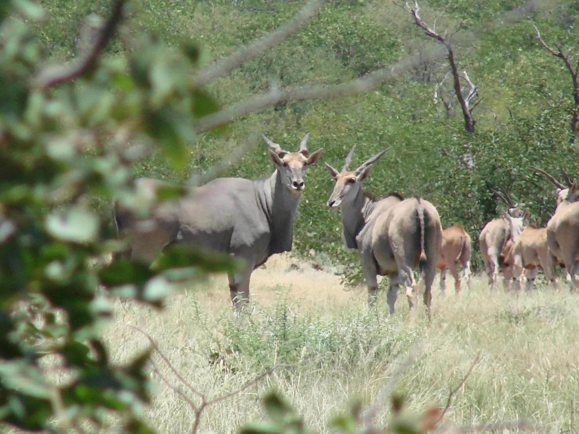 Onduri Lodge Outjo Dış mekan fotoğraf