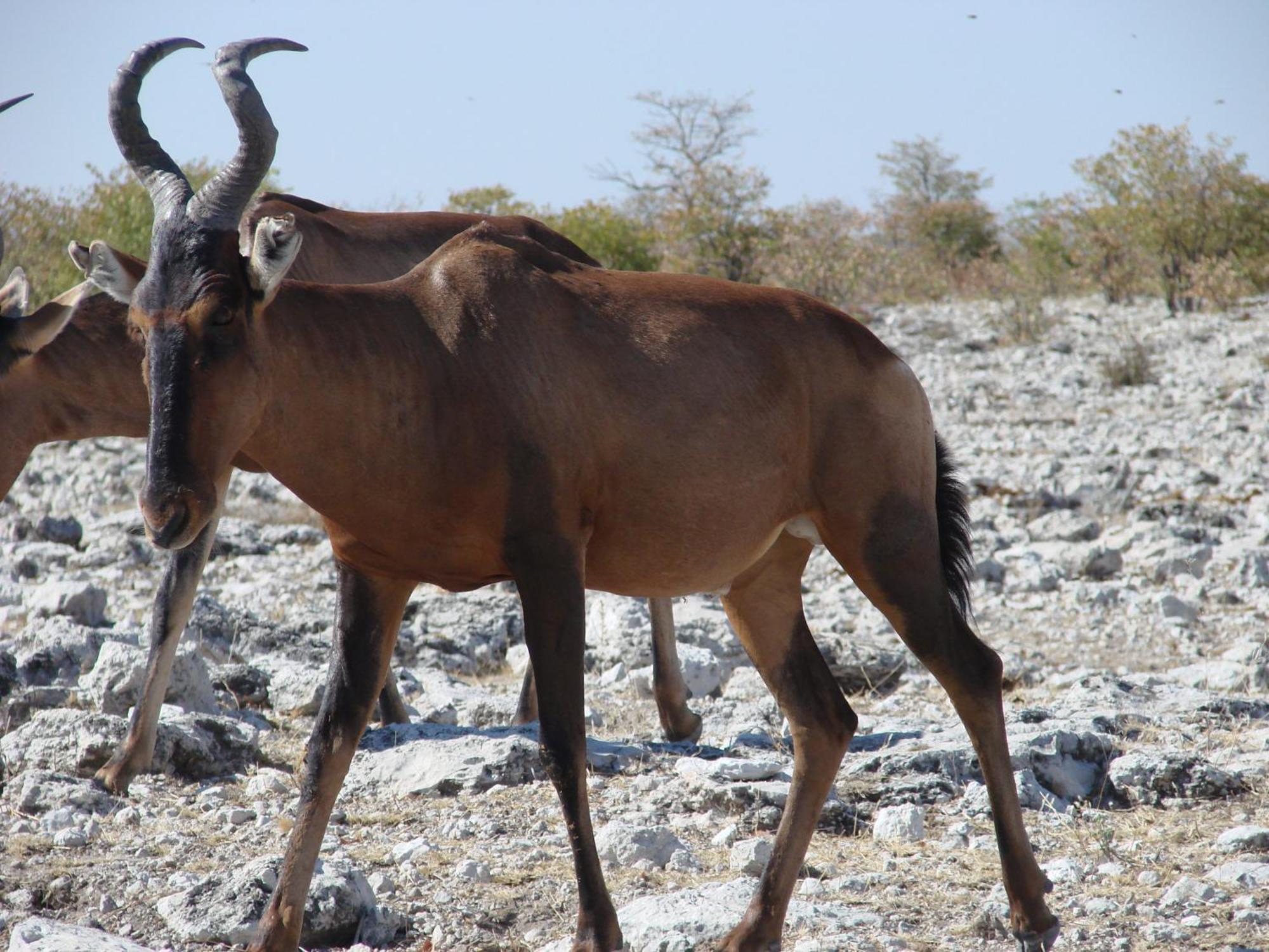 Onduri Lodge Outjo Dış mekan fotoğraf