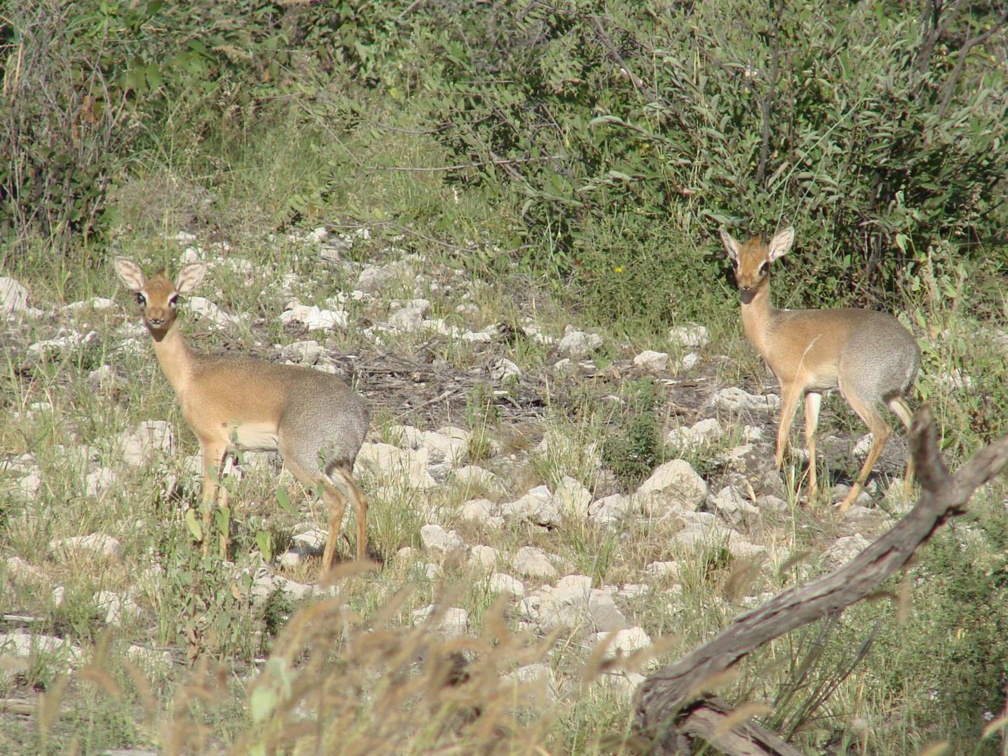Onduri Lodge Outjo Dış mekan fotoğraf