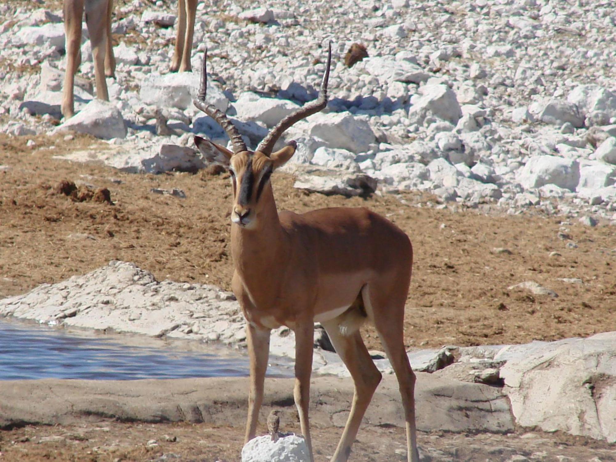 Onduri Lodge Outjo Dış mekan fotoğraf