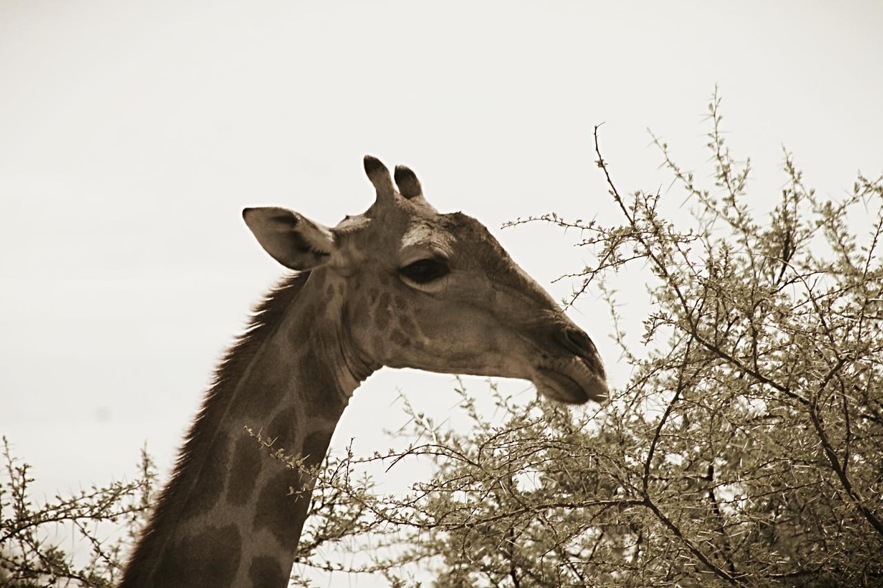Onduri Lodge Outjo Dış mekan fotoğraf